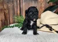 Brock, a male Miniature Bernedoodle for sale in Topeka, IN – Photo 5 of 10