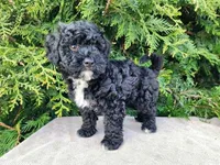 Brock, a male Miniature Bernedoodle for sale in Topeka, IN – Photo 8 of 10