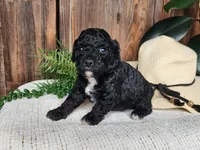 Brock, a male Miniature Bernedoodle for sale in Topeka, IN – Photo 3 of 10