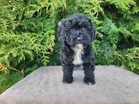Brock, a male Miniature Bernedoodle for sale in Topeka, IN – Photo 5 of 10