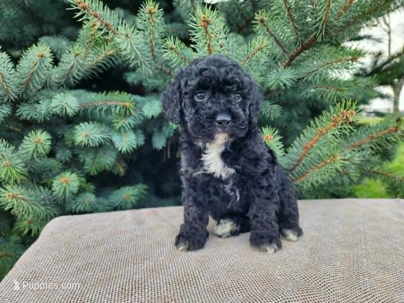 Brock – Miniature Bernedoodle puppy for sale in Topeka, IN