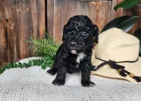 Brock, a male Miniature Bernedoodle for sale in Topeka, IN – Photo 2 of 10