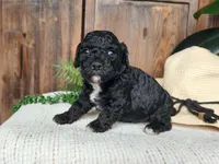Brock, a male Miniature Bernedoodle for sale in Topeka, IN – Photo 8 of 10