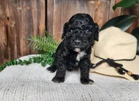 Brock, a male Miniature Bernedoodle for sale in Topeka, IN – Photo 7 of 10