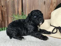 Brock, a male Miniature Bernedoodle for sale in Topeka, IN – Photo 10 of 10