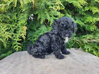 Brock, a male Miniature Bernedoodle for sale in Topeka, IN – Photo 2 of 10