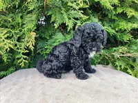 Brock, a male Miniature Bernedoodle for sale in Topeka, IN – Photo 6 of 10