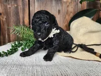 Willow, a female Miniature Bernedoodle for sale in Topeka, IN – Photo 4 of 10