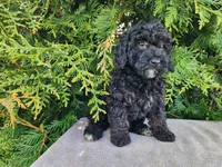 Willow, a female Miniature Bernedoodle for sale in Topeka, IN – Photo 10 of 10