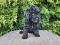 Willow, a female Miniature Bernedoodle for sale in Topeka, IN – Photo 2 of 10
