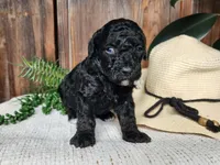 Willow, a female Miniature Bernedoodle for sale in Topeka, IN – Photo 6 of 10
