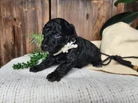 Willow, a female Miniature Bernedoodle for sale in Topeka, IN – Photo 7 of 10