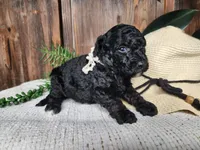 Willow, a female Miniature Bernedoodle for sale in Topeka, IN – Photo 5 of 10