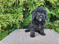 Willow, a female Miniature Bernedoodle for sale in Topeka, IN – Photo 3 of 10