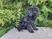 Willow, a female Miniature Bernedoodle for sale in Topeka, IN – Photo 8 of 10