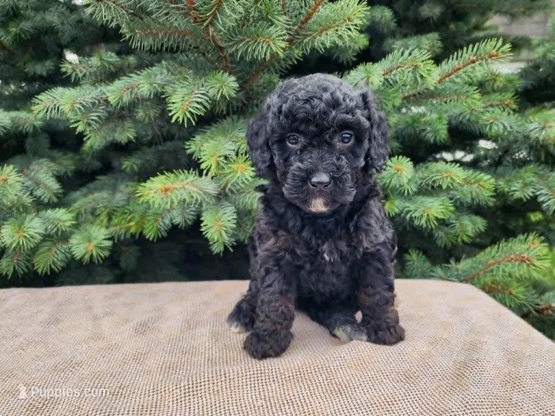 Willow – Miniature Bernedoodle puppy for sale in Topeka, IN