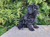 Willow, a female Miniature Bernedoodle for sale in Topeka, IN – Photo 9 of 10