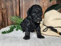 Willow, a female Miniature Bernedoodle for sale in Topeka, IN – Photo 2 of 10