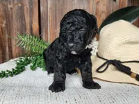 Willow, a female Miniature Bernedoodle for sale in Topeka, IN – Photo 10 of 10
