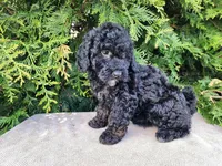 Willow, a female Miniature Bernedoodle for sale in Topeka, IN – Photo 6 of 10