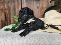 Willow, a female Miniature Bernedoodle for sale in Topeka, IN – Photo 8 of 10