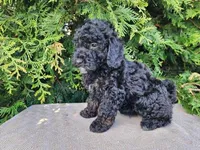 Willow, a female Miniature Bernedoodle for sale in Topeka, IN – Photo 4 of 10