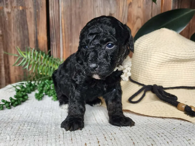 Willow – Miniature Bernedoodle puppy for sale in Topeka, IN