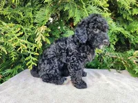 Willow, a female Miniature Bernedoodle for sale in Topeka, IN – Photo 7 of 10
