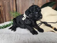 Willow, a female Miniature Bernedoodle for sale in Topeka, IN – Photo 3 of 10