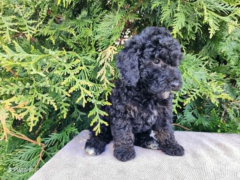 Willow – Miniature Bernedoodle puppy for sale in Topeka, IN