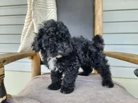 Brock, a male Miniature Bernedoodle for sale in Topeka, IN – 9 of 10