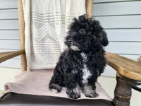 Mia, a female Miniature Bernedoodle for sale in Topeka, IN – 6 of 10