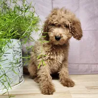 Dover, a male Miniature Goldendoodle for sale in Topeka, IN – Photo 3 of 10
