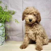Dover, a male Miniature Goldendoodle for sale in Topeka, IN – Photo 2 of 10