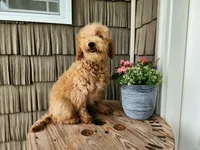 Dover, a male Miniature Goldendoodle for sale in Topeka, IN – 9 of 10