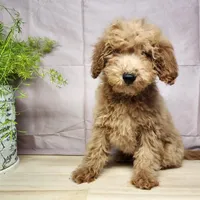 Dover, a male Miniature Goldendoodle for sale in Topeka, IN – Photo 5 of 10