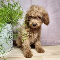 Dover, a male Miniature Goldendoodle for sale in Topeka, IN – Photo 10 of 10