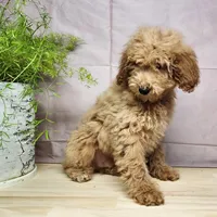 Dover, a male Miniature Goldendoodle for sale in Topeka, IN – Photo 9 of 10