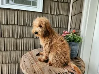 Dover, a male Miniature Goldendoodle for sale in Topeka, IN – 6 of 10