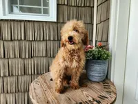 Dover, a male Miniature Goldendoodle for sale in Topeka, IN – 5 of 10