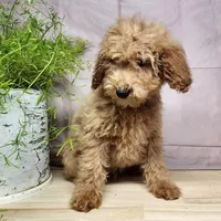Dover, a male Miniature Goldendoodle for sale in Topeka, IN – Photo 7 of 10