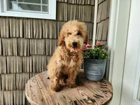 Dover, a male Miniature Goldendoodle for sale in Topeka, IN – 4 of 10