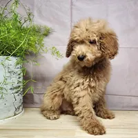 Dover, a male Miniature Goldendoodle for sale in Topeka, IN – Photo 1 of 10
