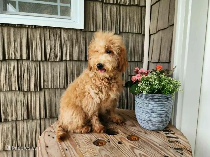 Dover – Miniature Goldendoodle puppy for sale in Topeka, IN