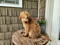Dover, a male Miniature Goldendoodle for sale in Topeka, IN – 7 of 10