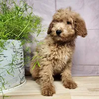 Dover, a male Miniature Goldendoodle for sale in Topeka, IN – Photo 8 of 10
