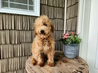 Dover, a male Miniature Goldendoodle for sale in Topeka, IN – 10 of 10