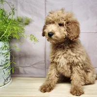 Dover, a male Miniature Goldendoodle for sale in Topeka, IN – Photo 4 of 10