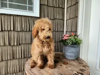 Dover, a male Miniature Goldendoodle for sale in Topeka, IN – 3 of 10
