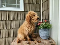 Dover, a male Miniature Goldendoodle for sale in Topeka, IN – 8 of 10